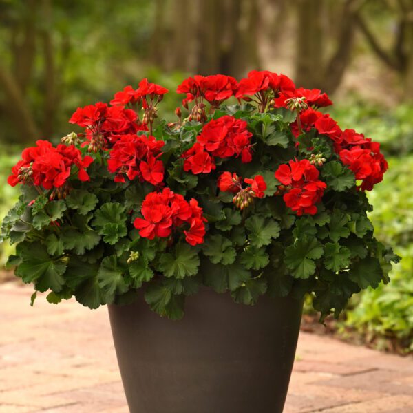 Solera™ Red Geranium