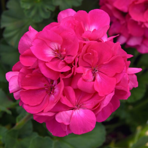 Solera™ Watermelon Geranium