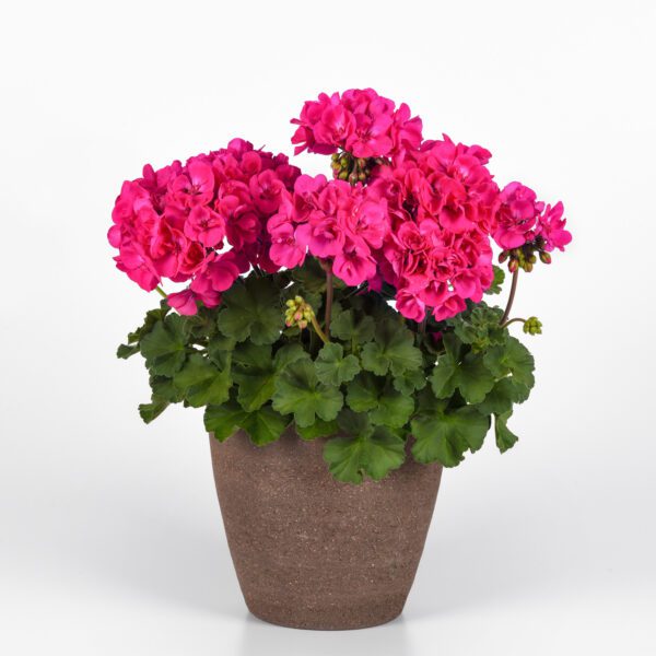 Solera™ Watermelon Geranium