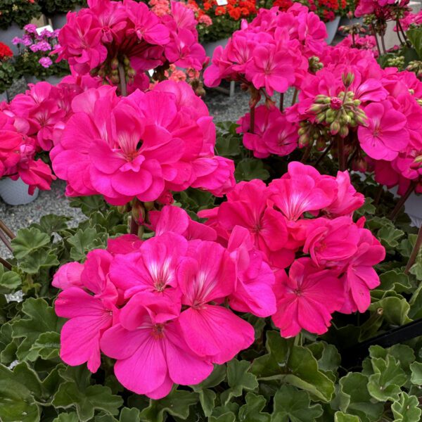 Solera™ Watermelon Geranium