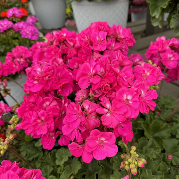 Solera™ Watermelon Geranium