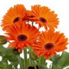 Joybera Orange Gerbera