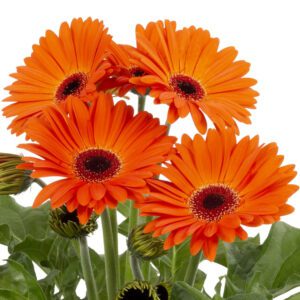 Joybera Orange Gerbera