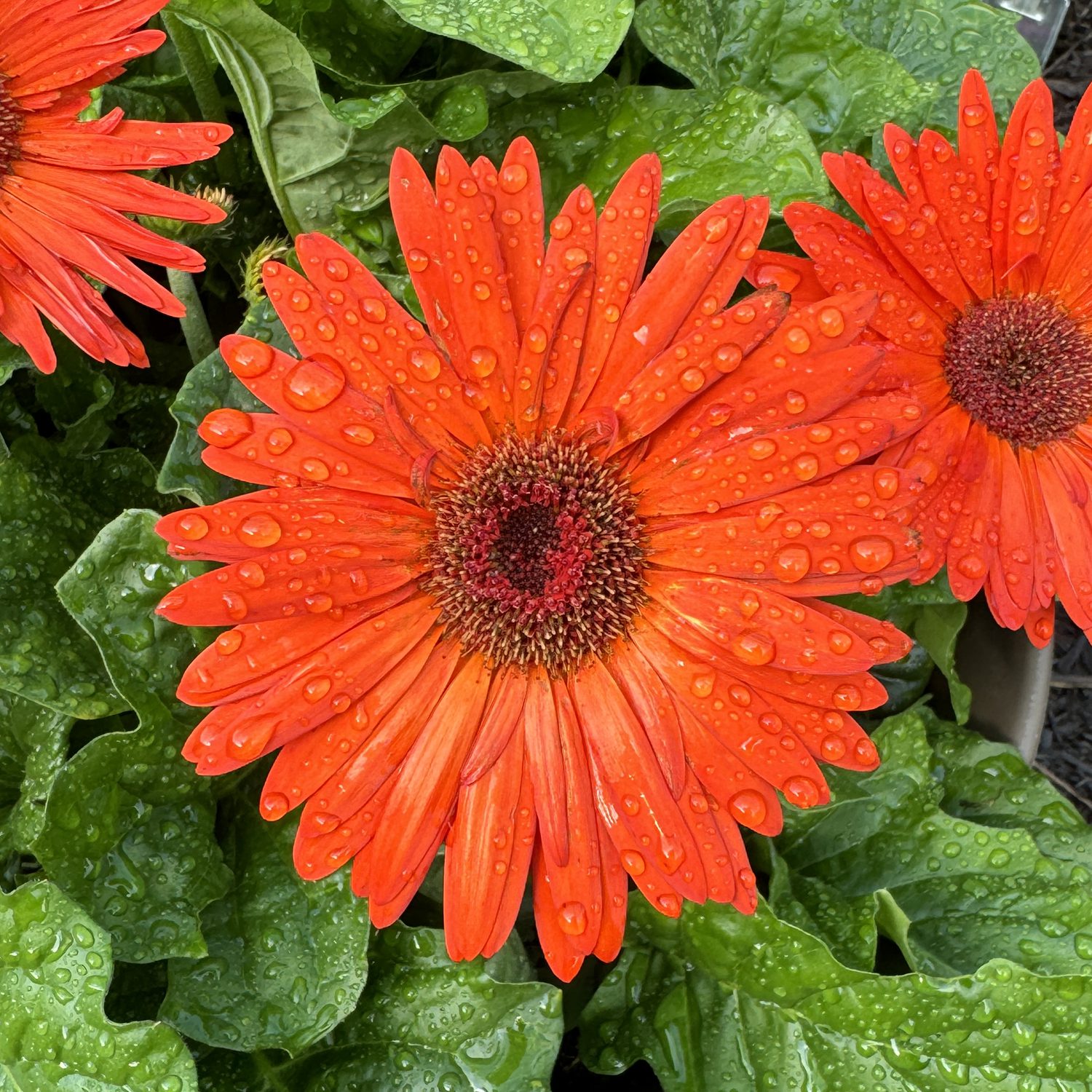 Joybera Orange Gerbera