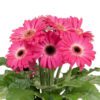 Joybera Pink Gerbera