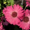 Joybera Pink Gerbera