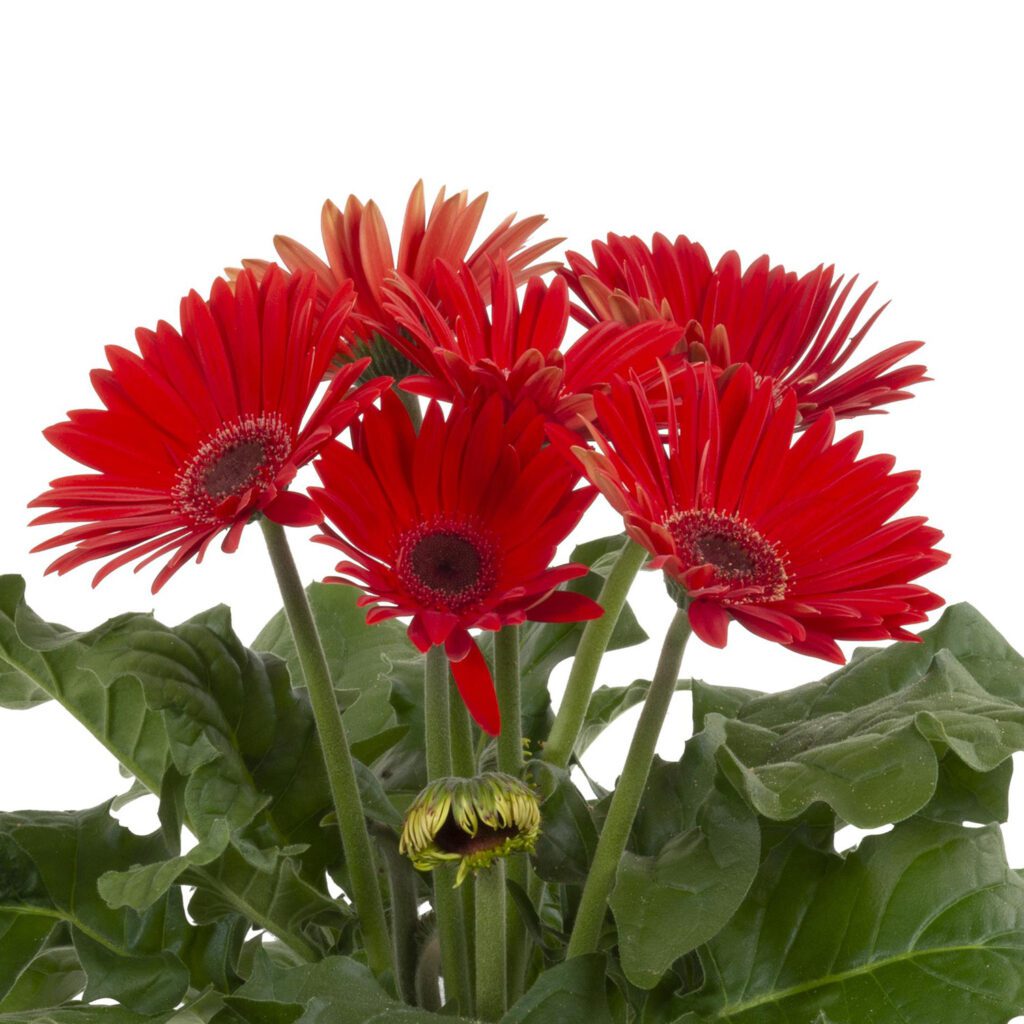 Joybera Red Gerbera