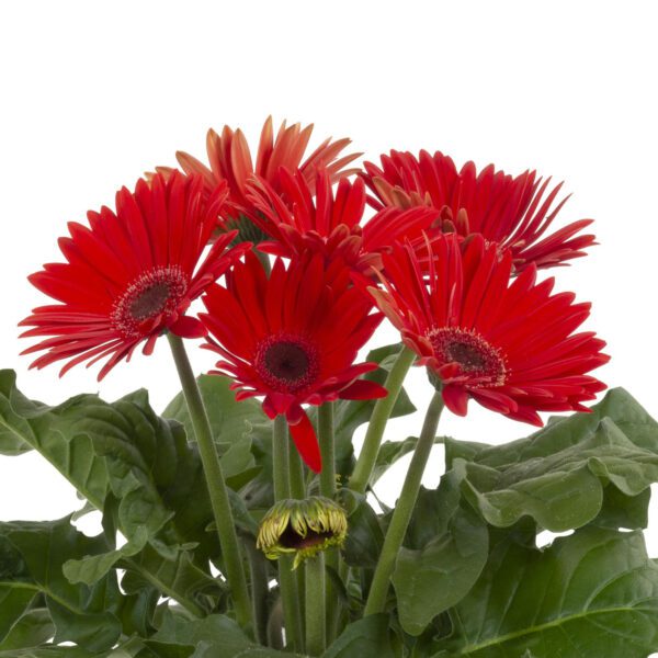Joybera Red Gerbera