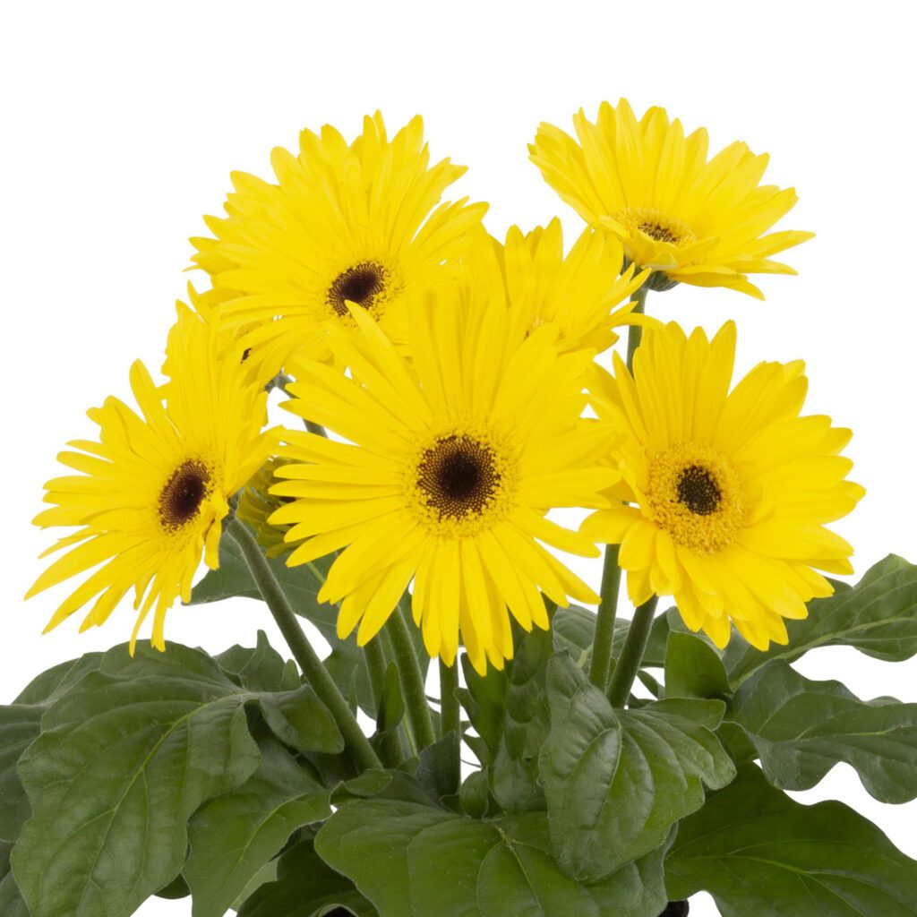 Joybera Yellow Gerbera