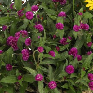 Lil' Forest™ Plum Gomphrena