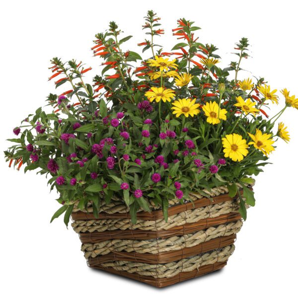 Lil' Forest™ Plum Gomphrena