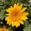 Sunfinity® Double Yellow Helianthus