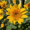 Sunfinity® Double Yellow Helianthus