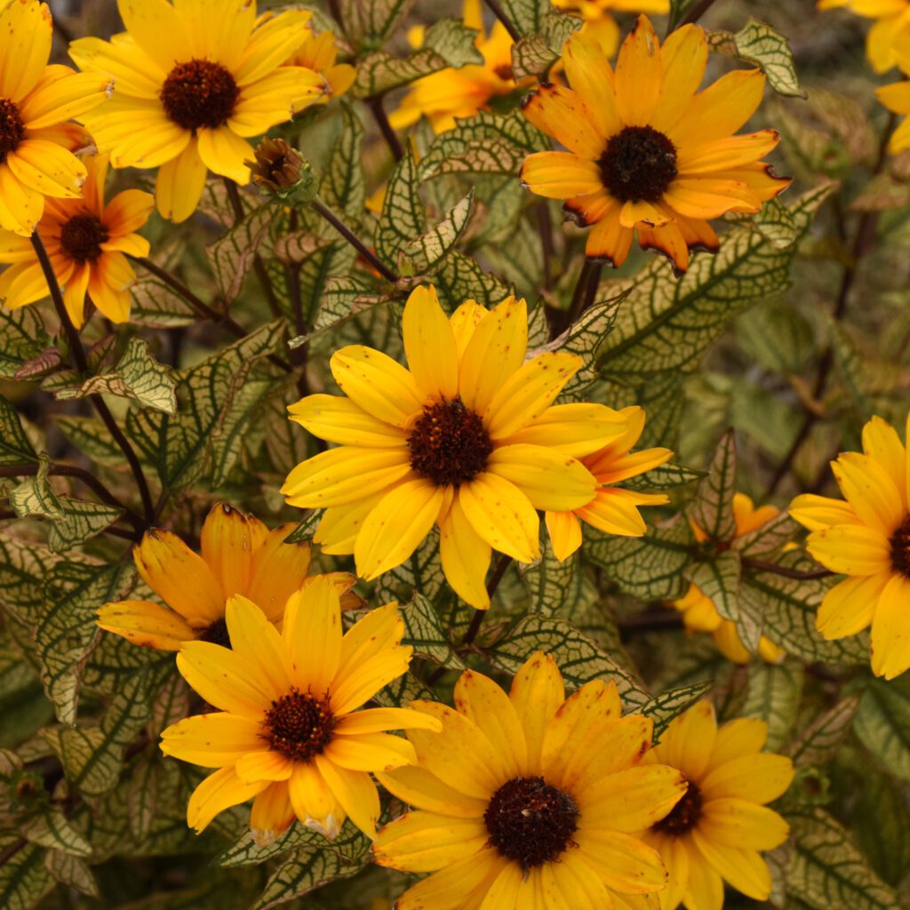 Heliopsis ‘Touch of Blush’
