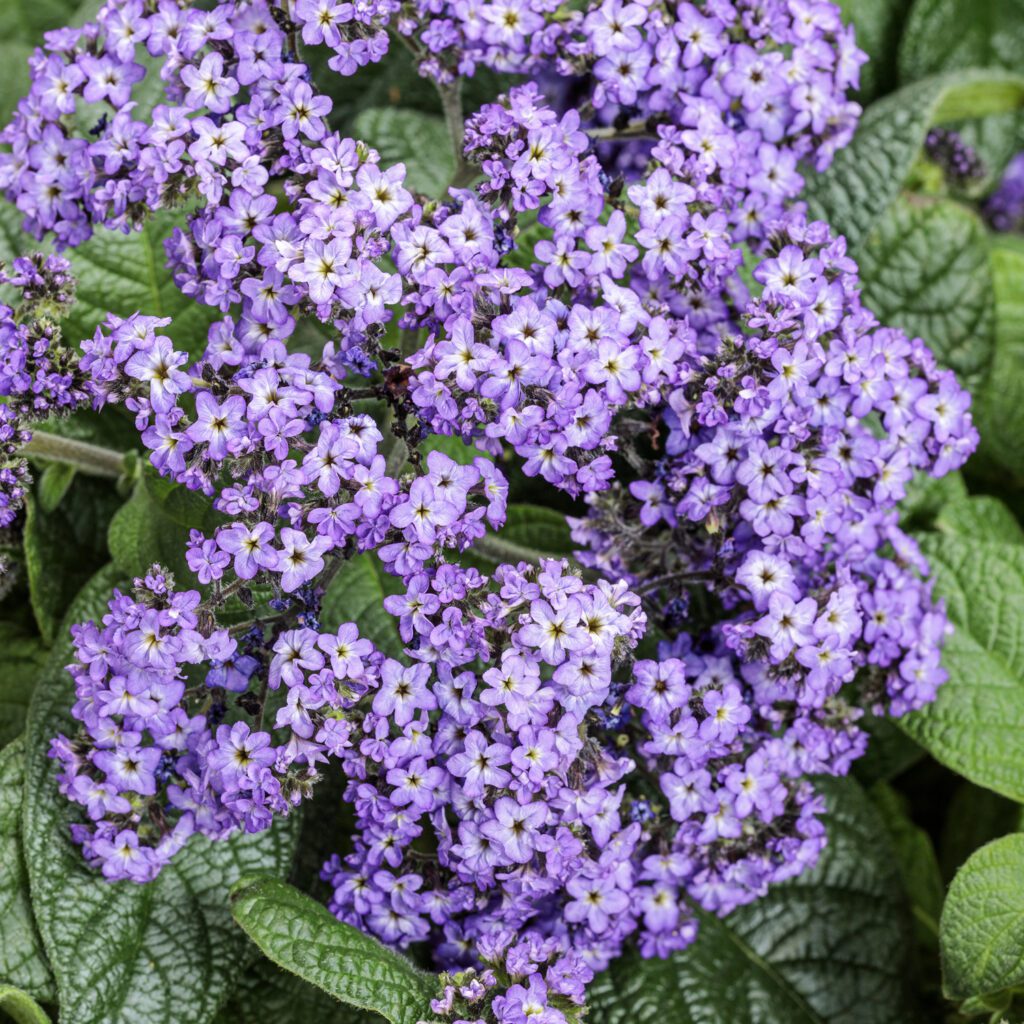 Aromagica™ Purple Heliotrope