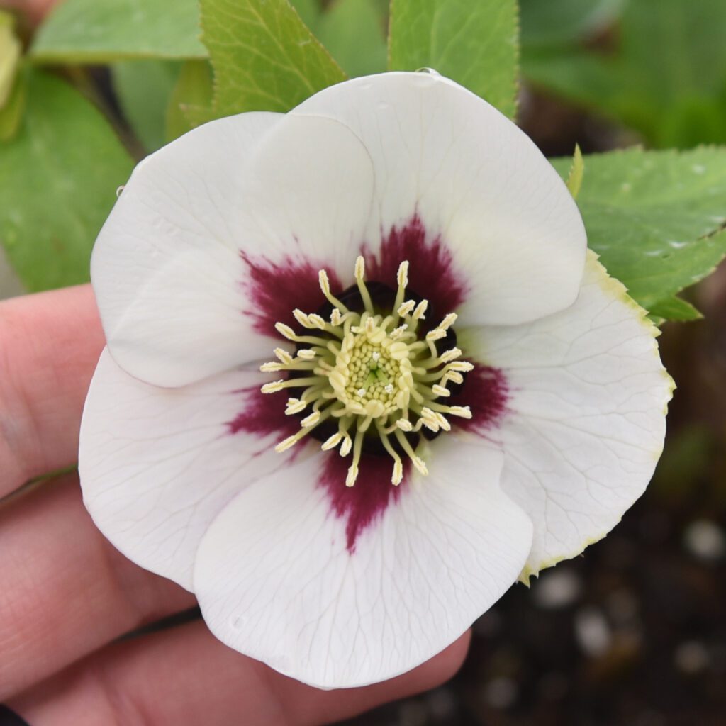 HONEYMOON® ‘Swiss Alps’ Helleborus