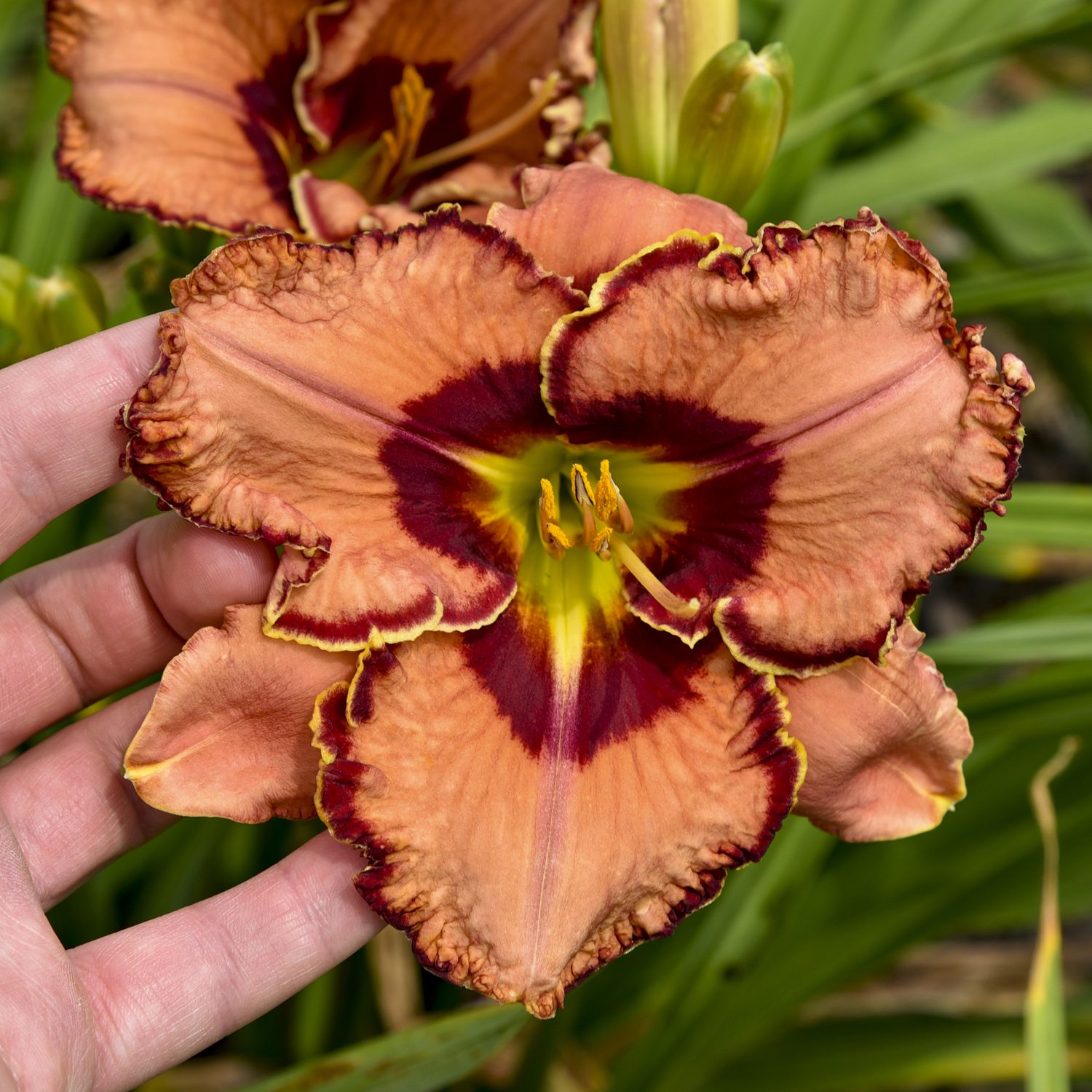 RAINBOW RHYTHM® 'Fearfully and Wonderfully Made' Hemerocallis