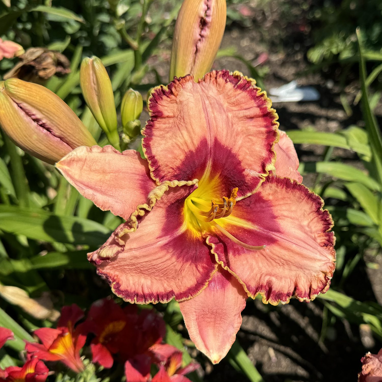RAINBOW RHYTHM® 'Fearfully and Wonderfully Made' Hemerocallis