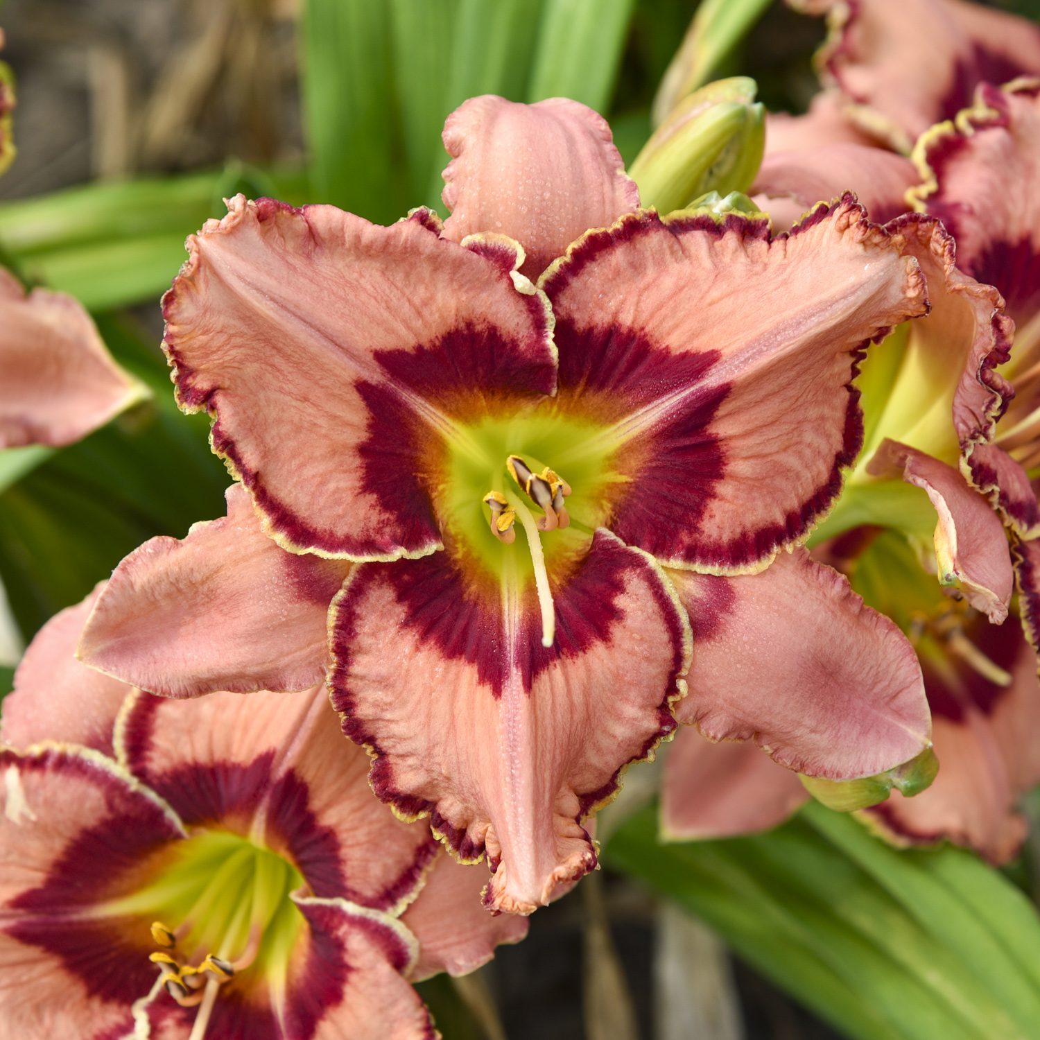 RAINBOW RHYTHM® 'Fearfully and Wonderfully Made' Hemerocallis