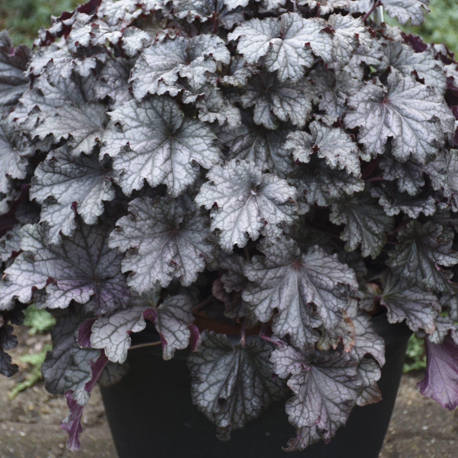 DRESSED UP® ‘Prom Dress’ Heuchera