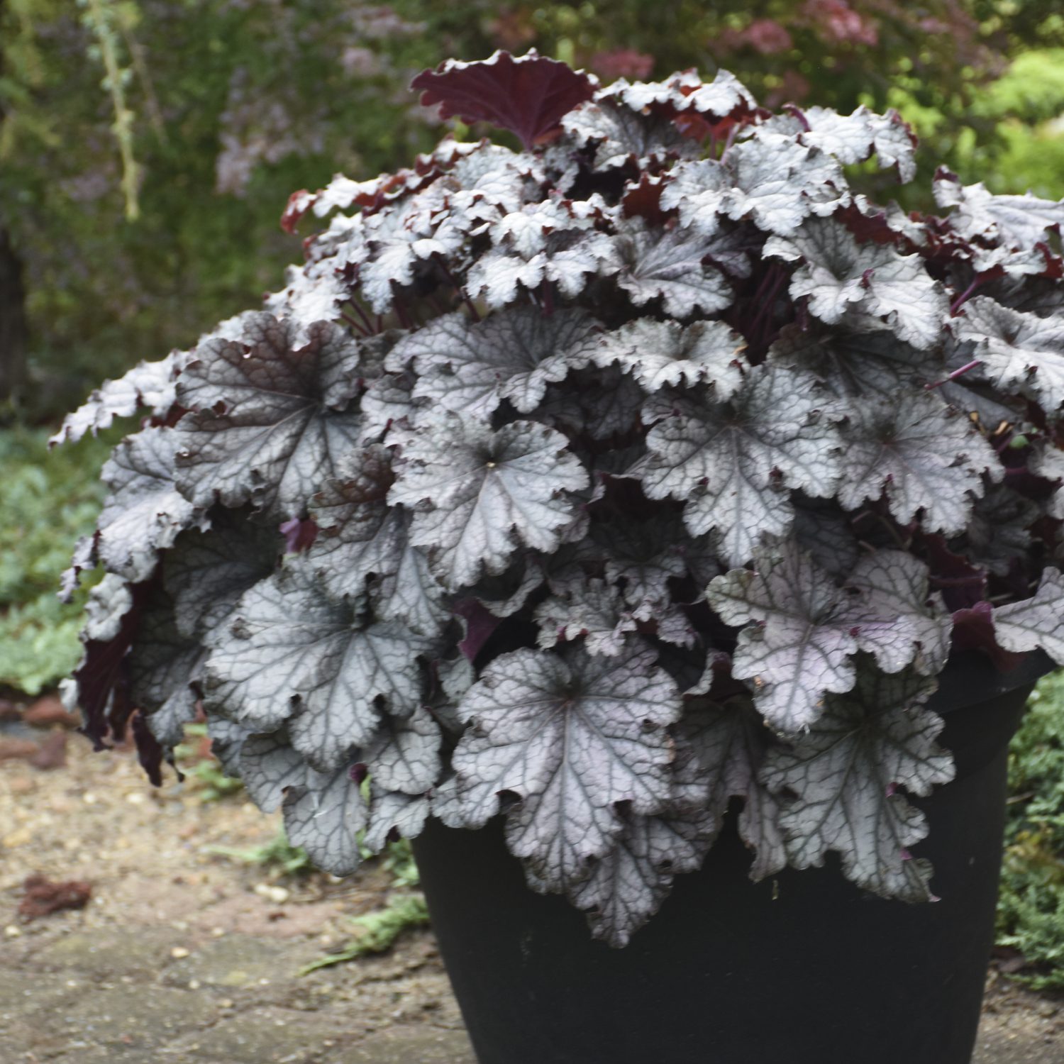 DRESSED UP® ‘Prom Dress’ Heuchera