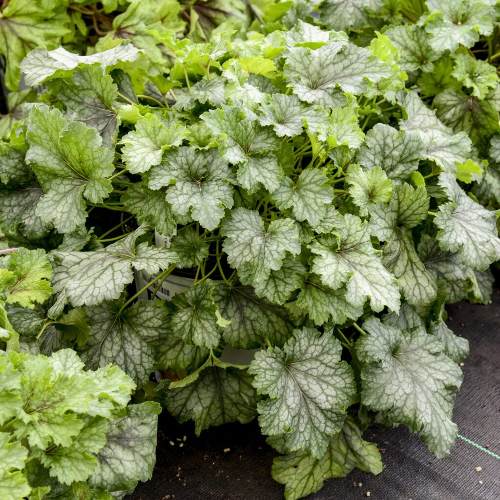 FUN AND GAMES® ‘Shadow Tag’ Heucherella