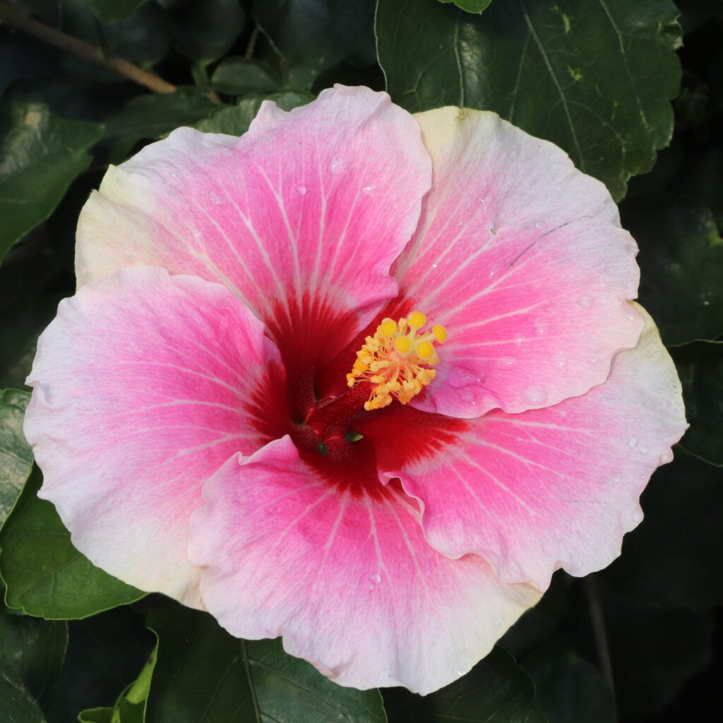 Hollywood Hibiscus™ America's Sweetheart™