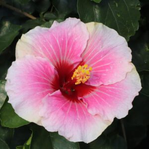 Hollywood Hibiscus™ America's Sweetheart™