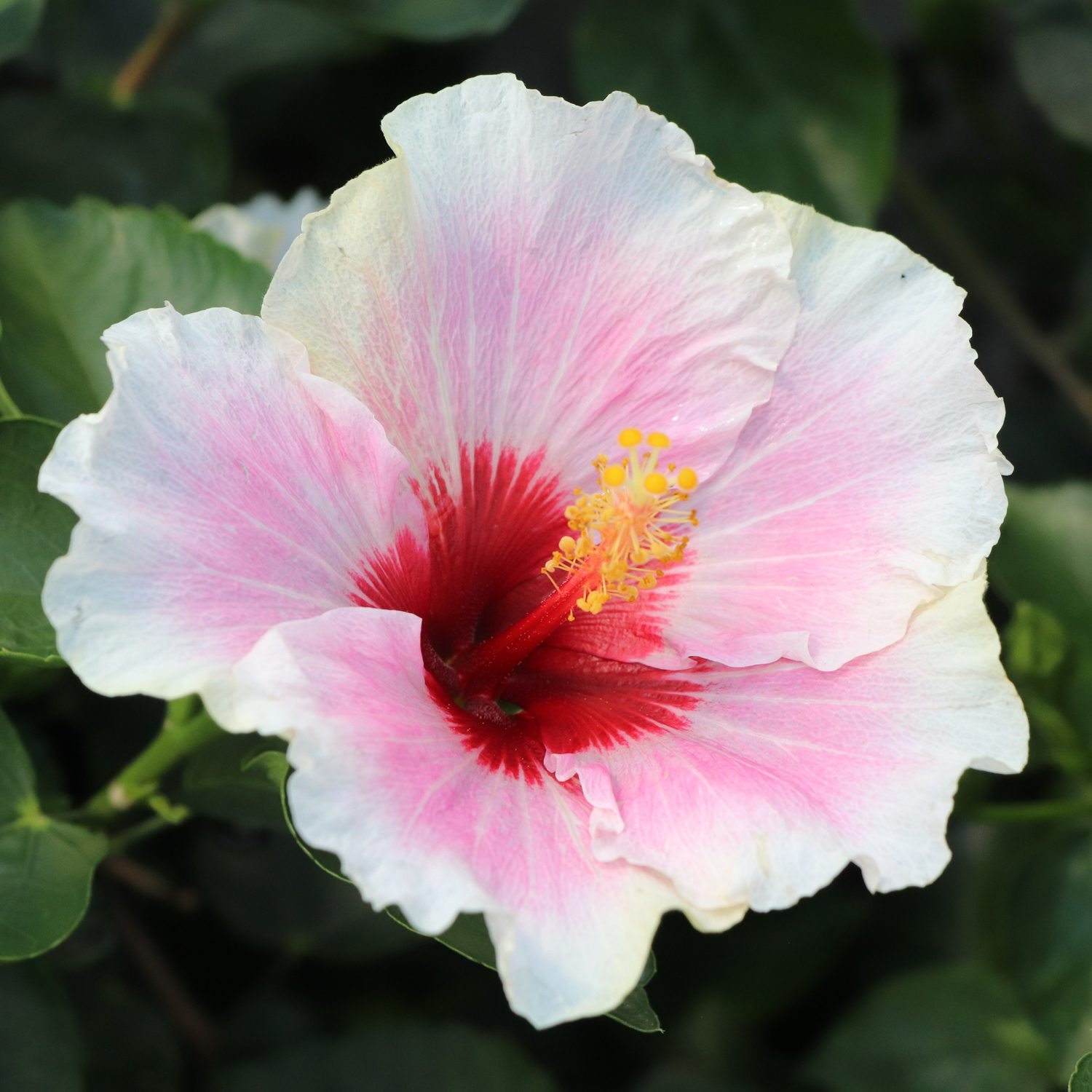 Hollywood Hibiscus™ America's Sweetheart™