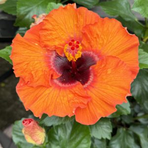 Hollywood Hibiscus™ Disco Diva™