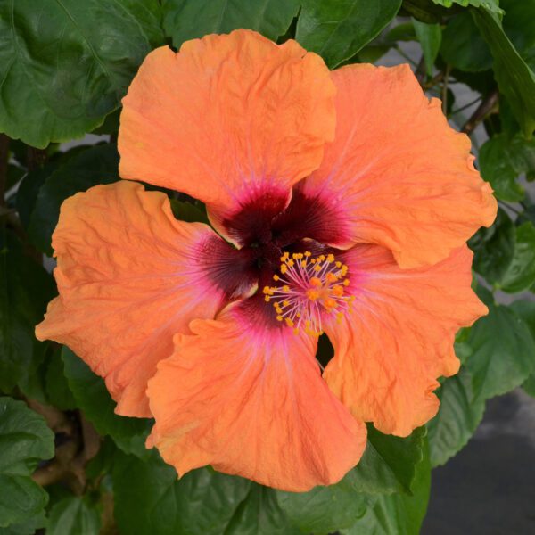 Hollywood Hibiscus™ Disco Diva™