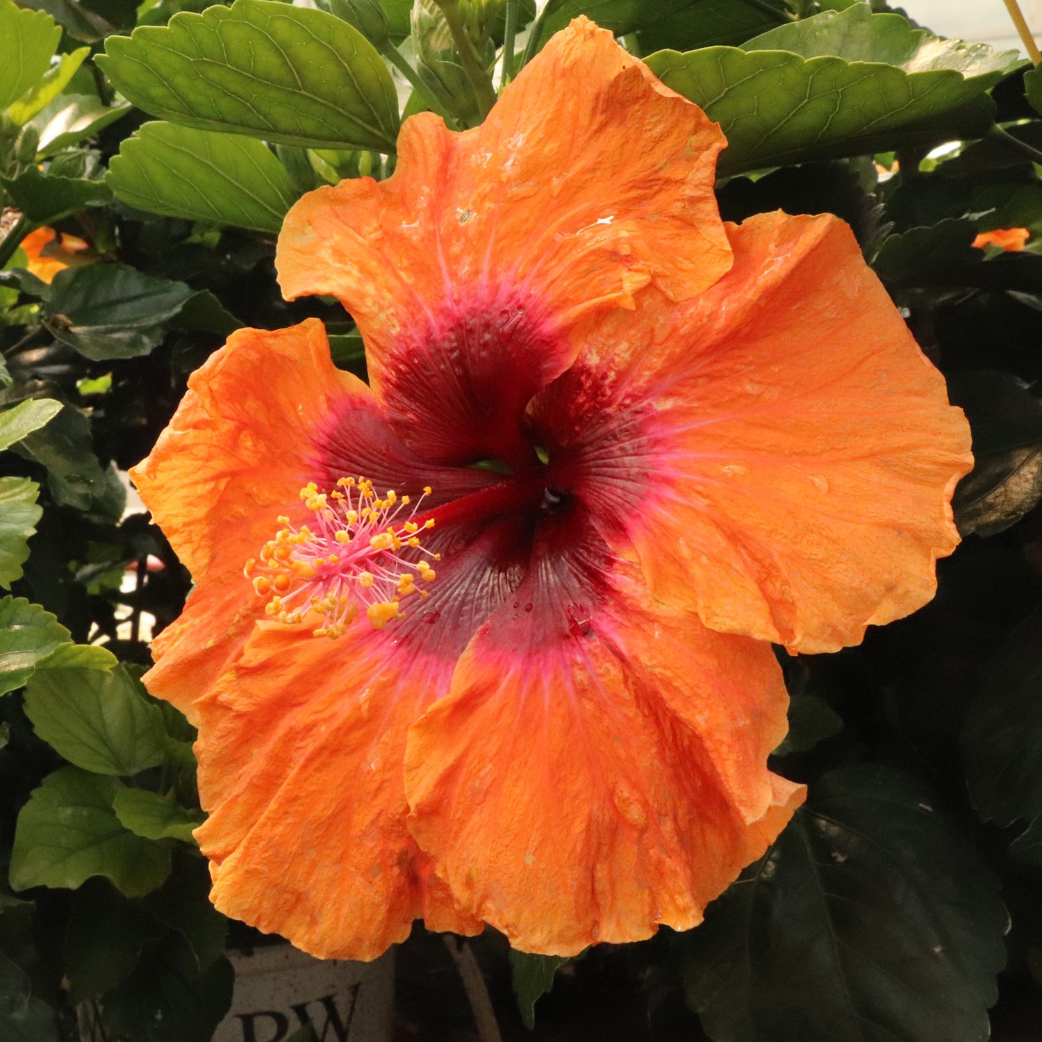 Hollywood Hibiscus™ Disco Diva™