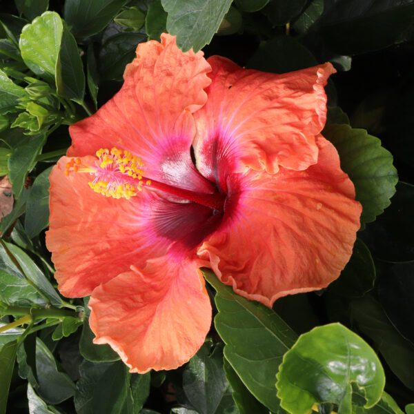 Hollywood Hibiscus™ Disco Diva™