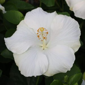 Hollywood Hibiscus™ Earth Angel™
