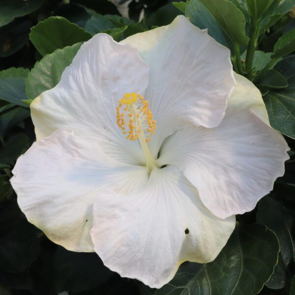Hollywood Hibiscus™ Earth Angel™