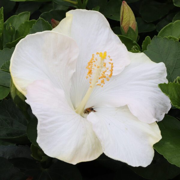 Hollywood Hibiscus™ Earth Angel™