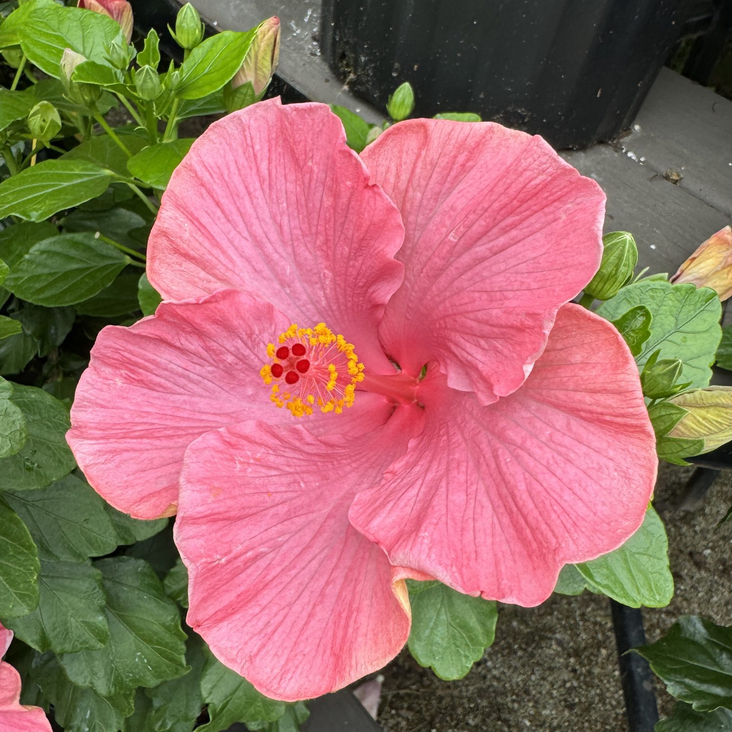 Hollywood Hibiscus™ First Lady™