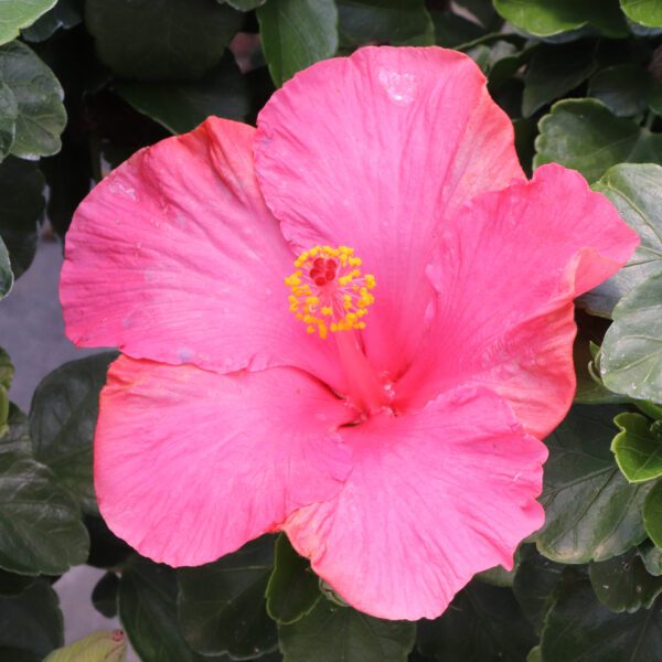 Hollywood Hibiscus™ First Lady™