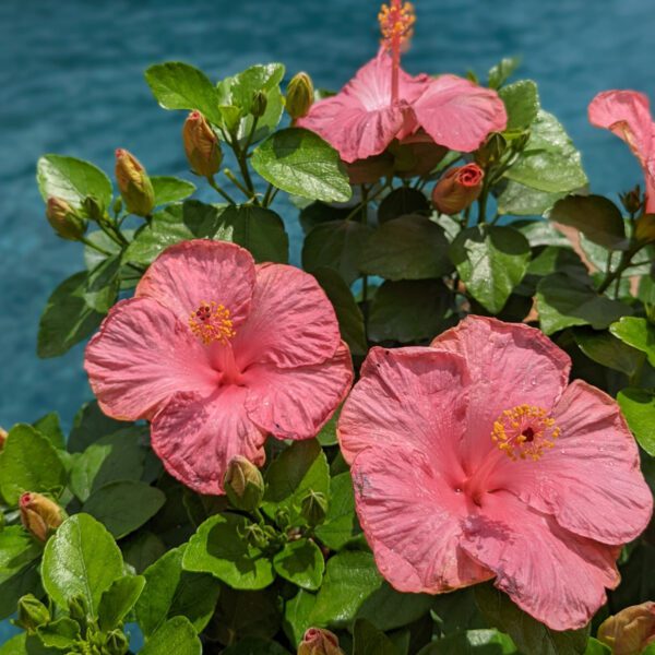 Hollywood Hibiscus™ First Lady™