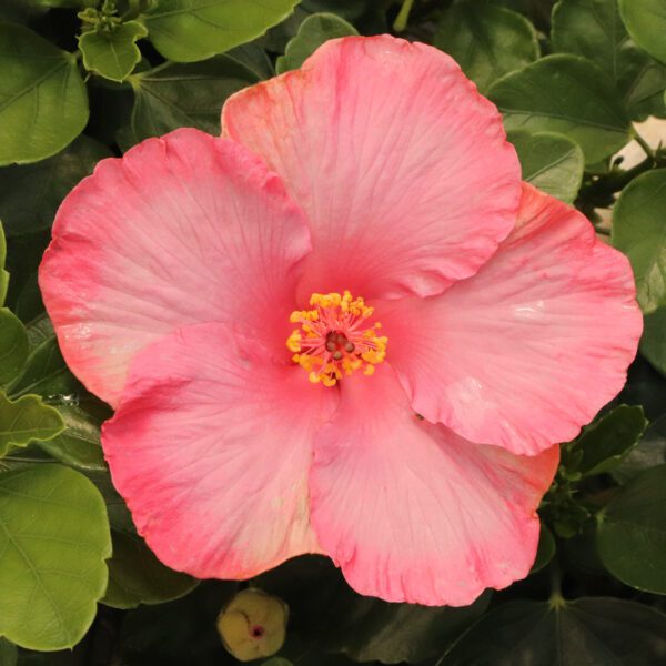 Hollywood Hibiscus™ First Lady™