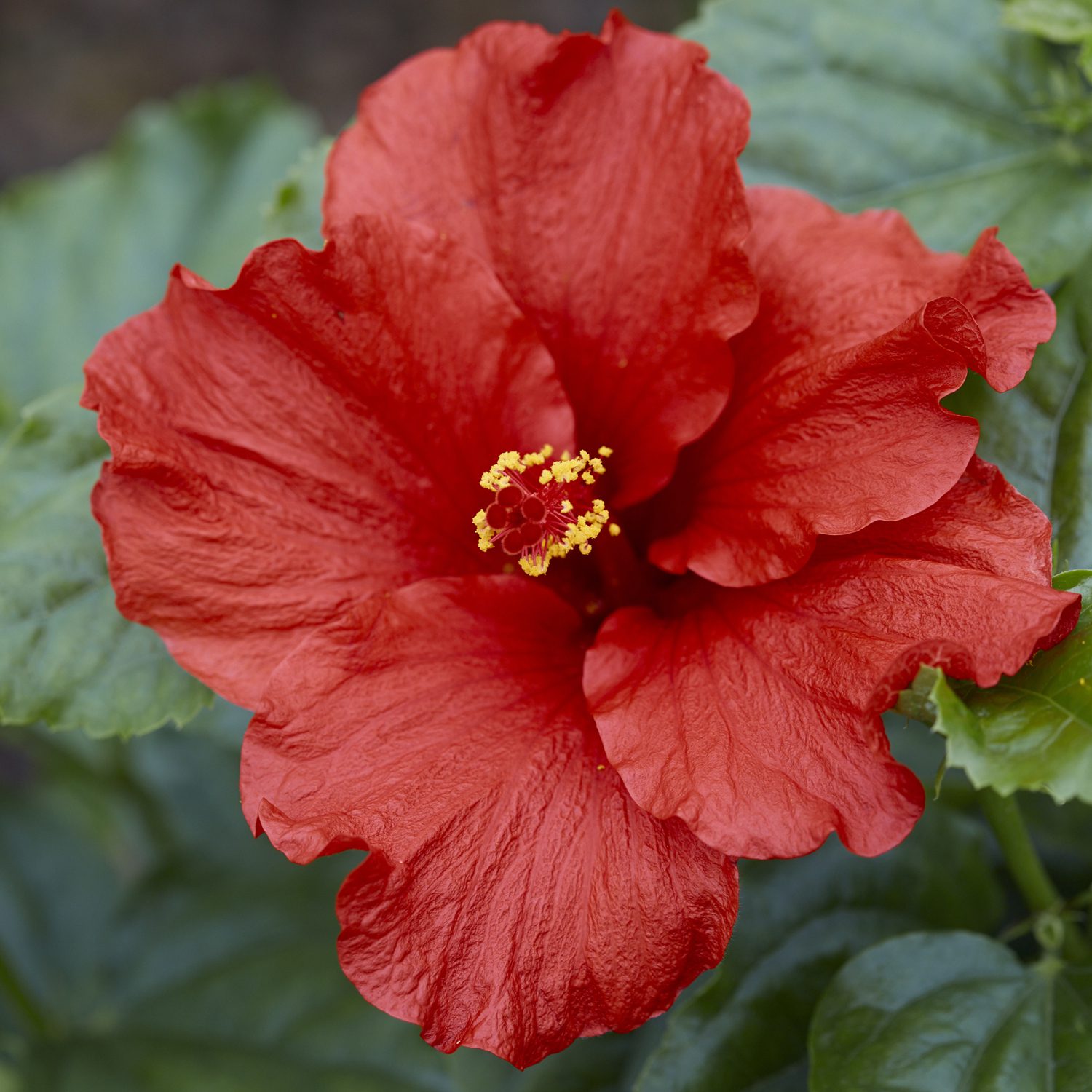 Hollywood Hibiscus™ First to Arrive™