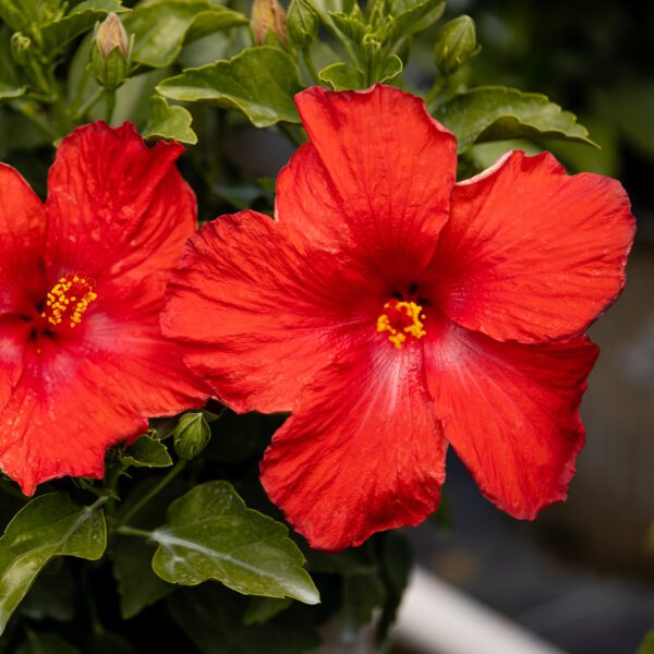 Hollywood Hibiscus™ First to Arrive™