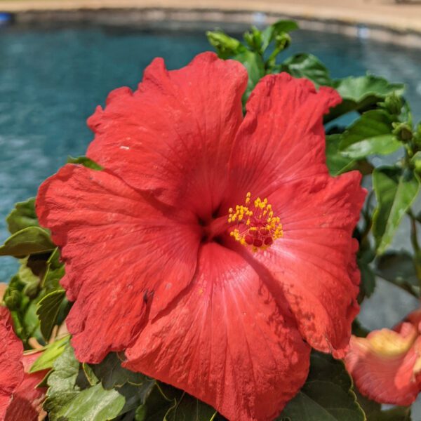 Hollywood Hibiscus™ First to Arrive™