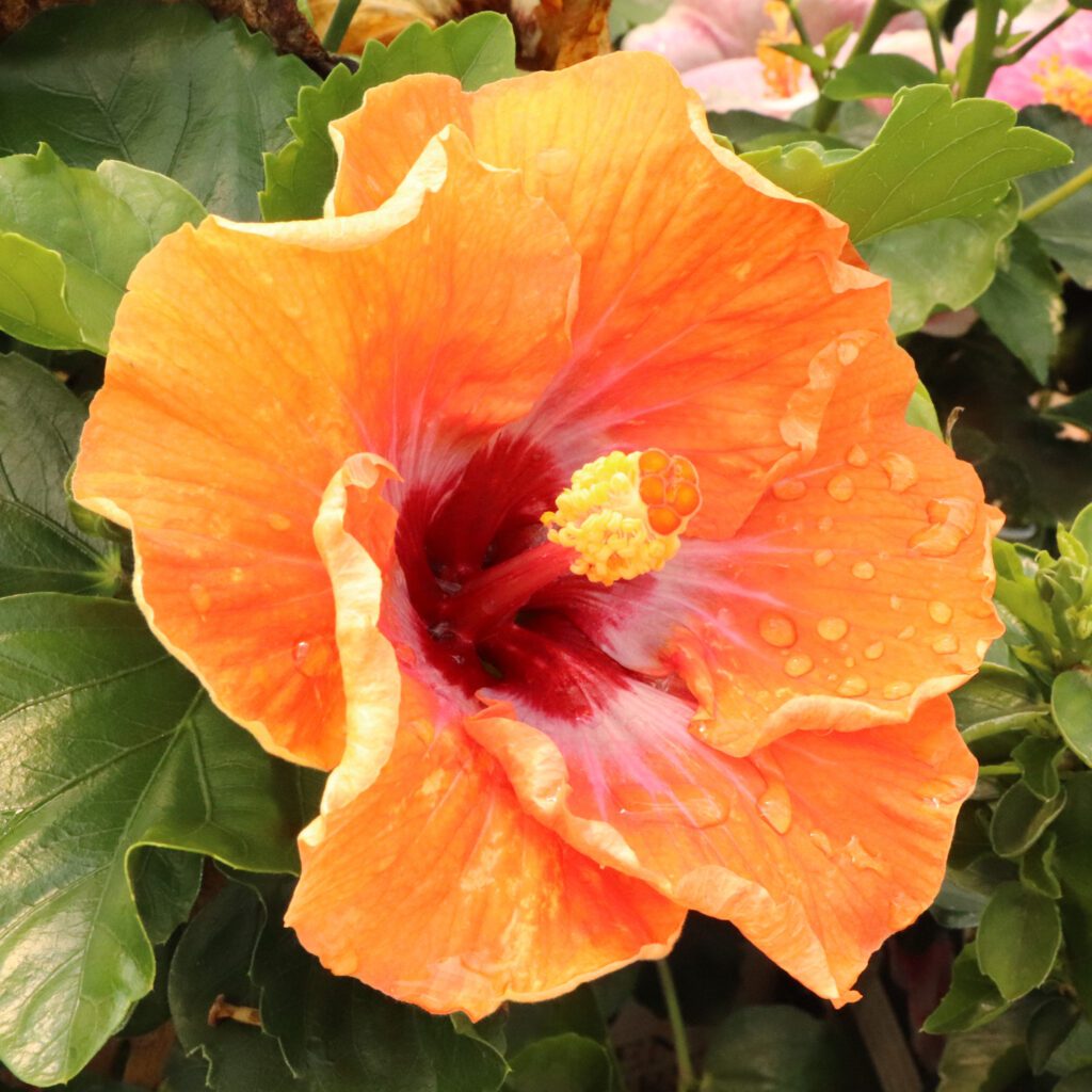 Hollywood Hibiscus™ Heartthrob™