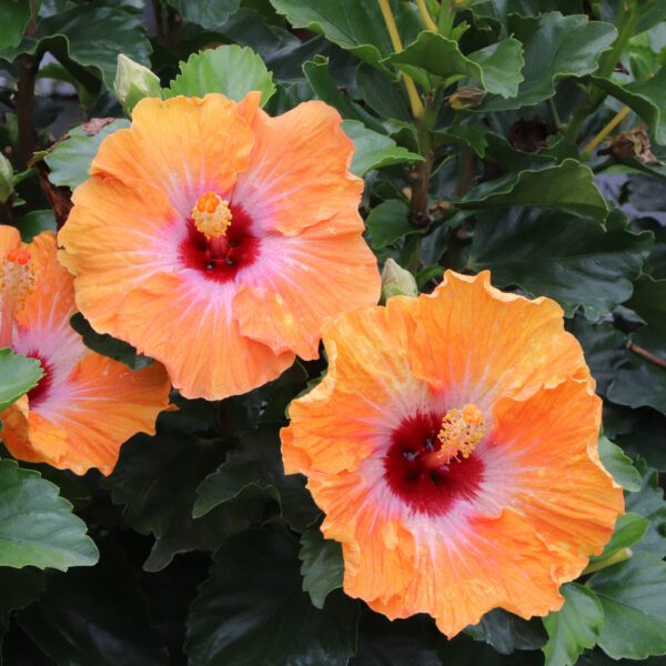 Hollywood Hibiscus™ Heartthrob™