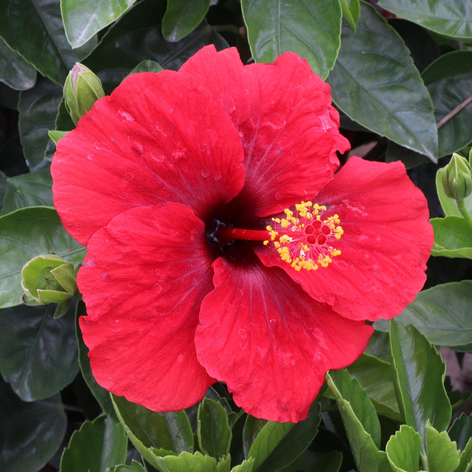 Hollywood Hibiscus™ Hot Shot™ Hibiscus