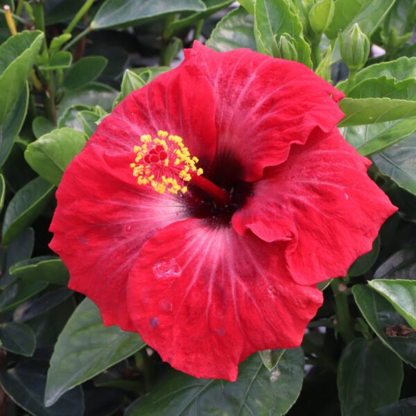 Hollywood Hibiscus™ Hot Shot™ Hibiscus - Image 2
