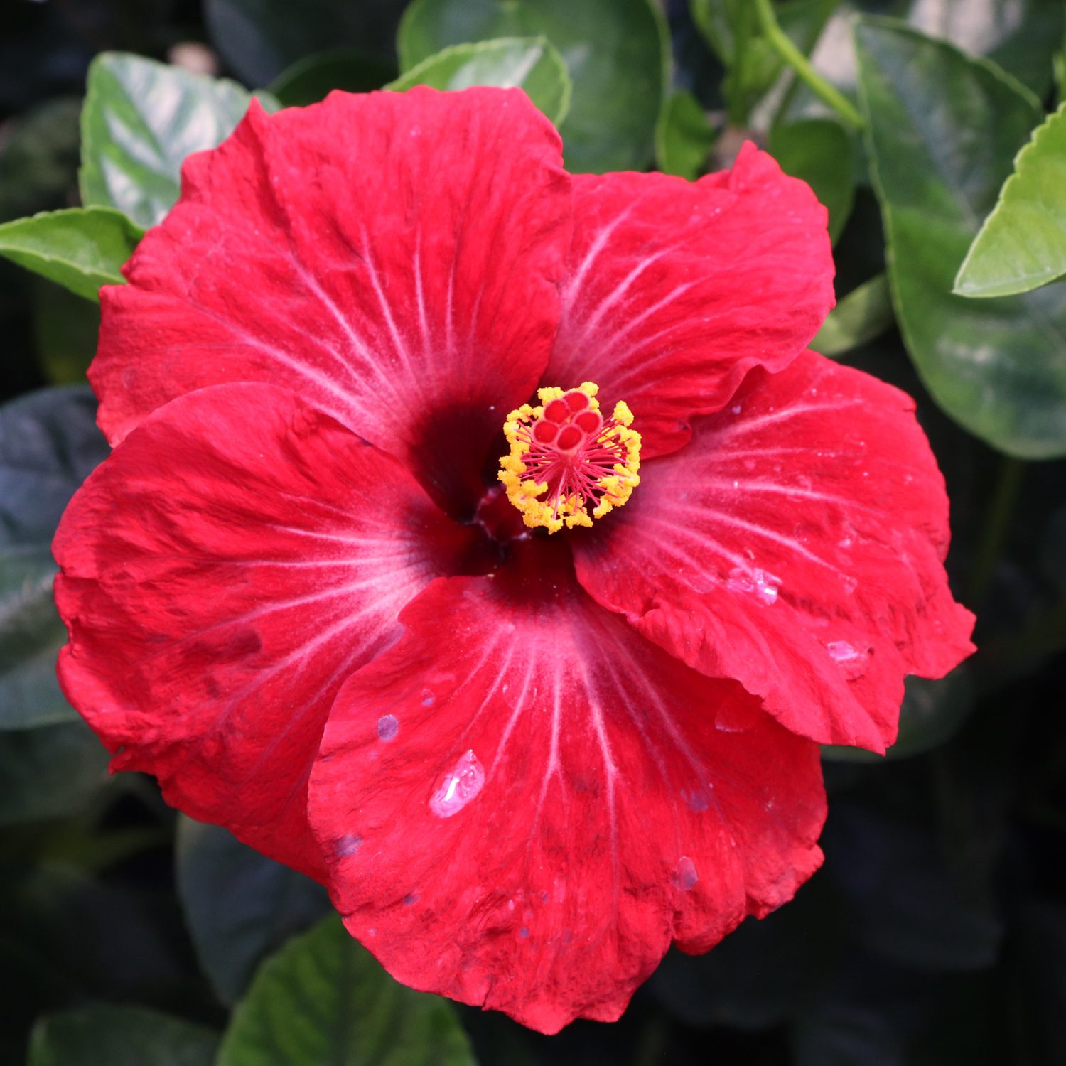 Hollywood Hibiscus™ Hot Shot™ Hibiscus - Image 3
