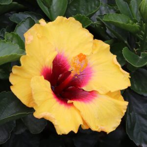 Hollywood Hibiscus™ Rico Suave™