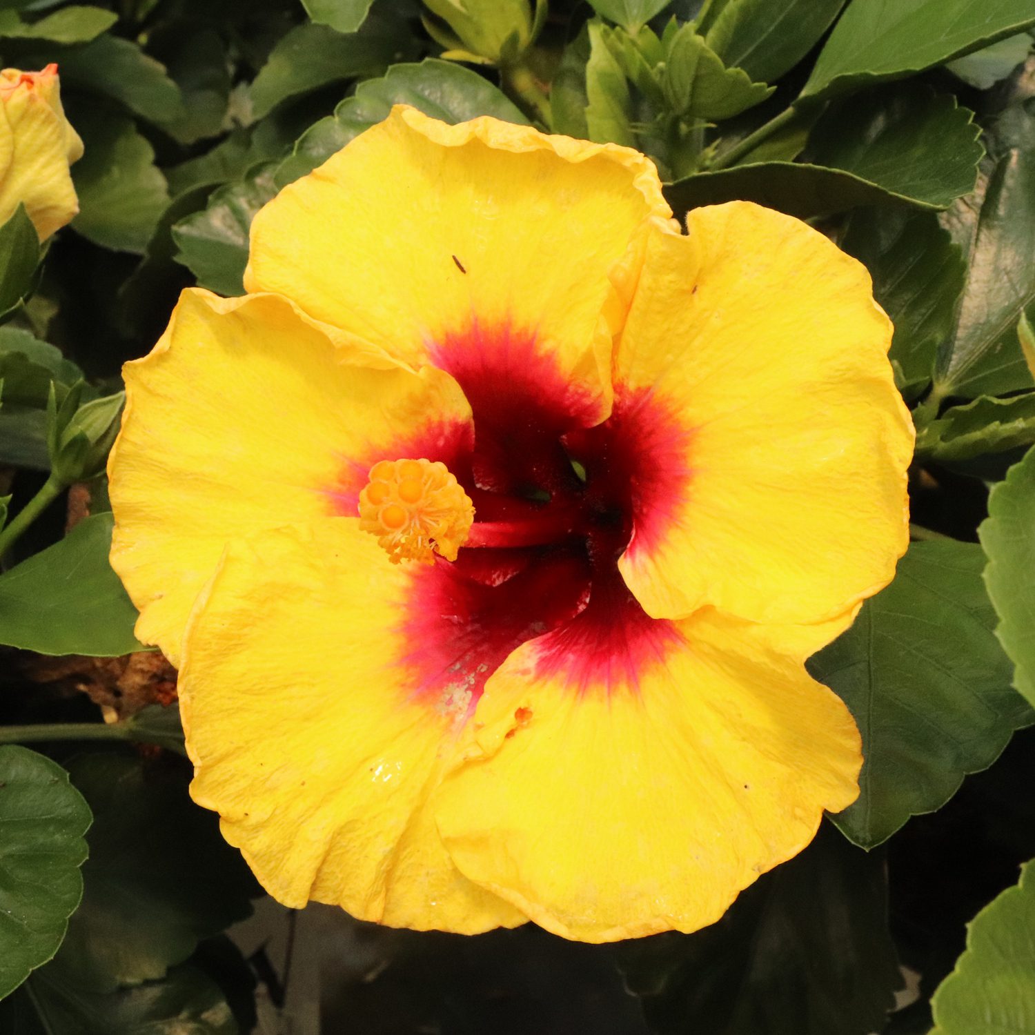 Hollywood Hibiscus™ Rico Suave™